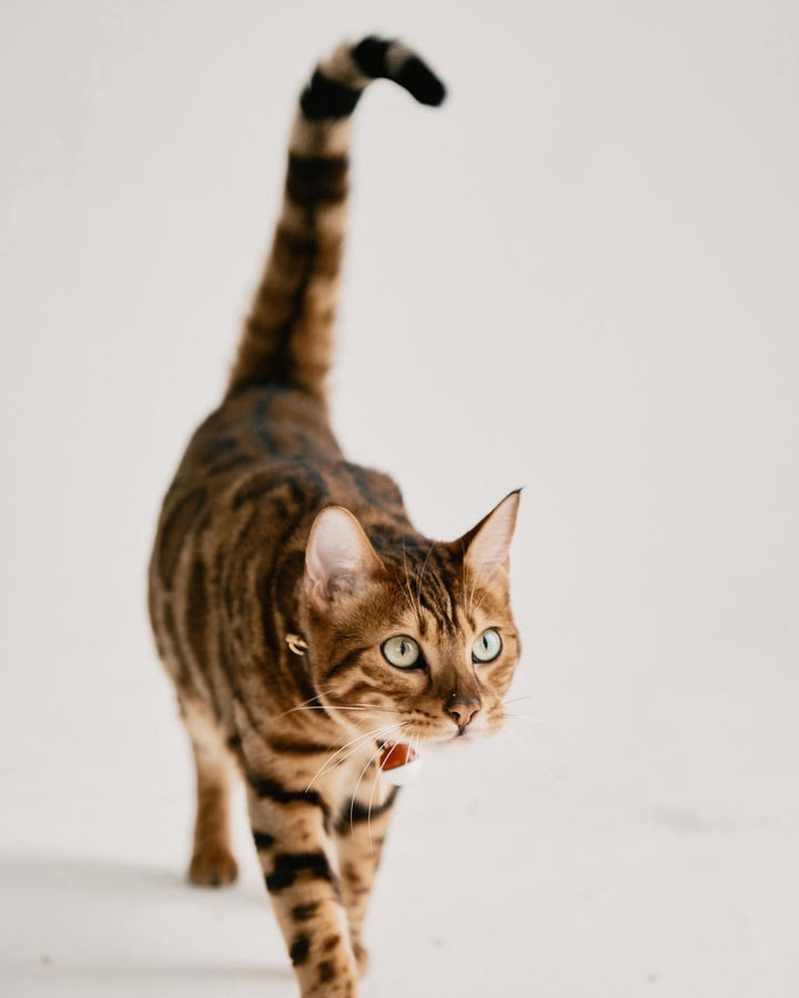 【即日発送】Wool key neck polo knit