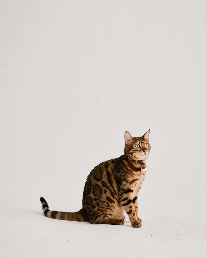 【即日発送】Double-face long coat