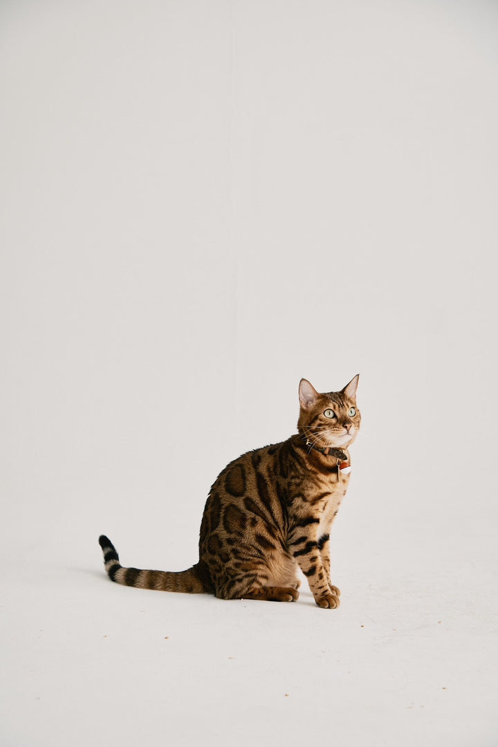 【即日発送】Balloon short skirt