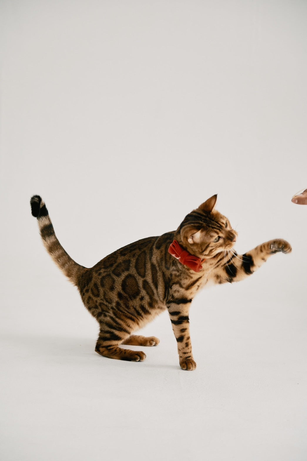 【即日発送】Suvin sheabutter T-shirt(UNISEX)