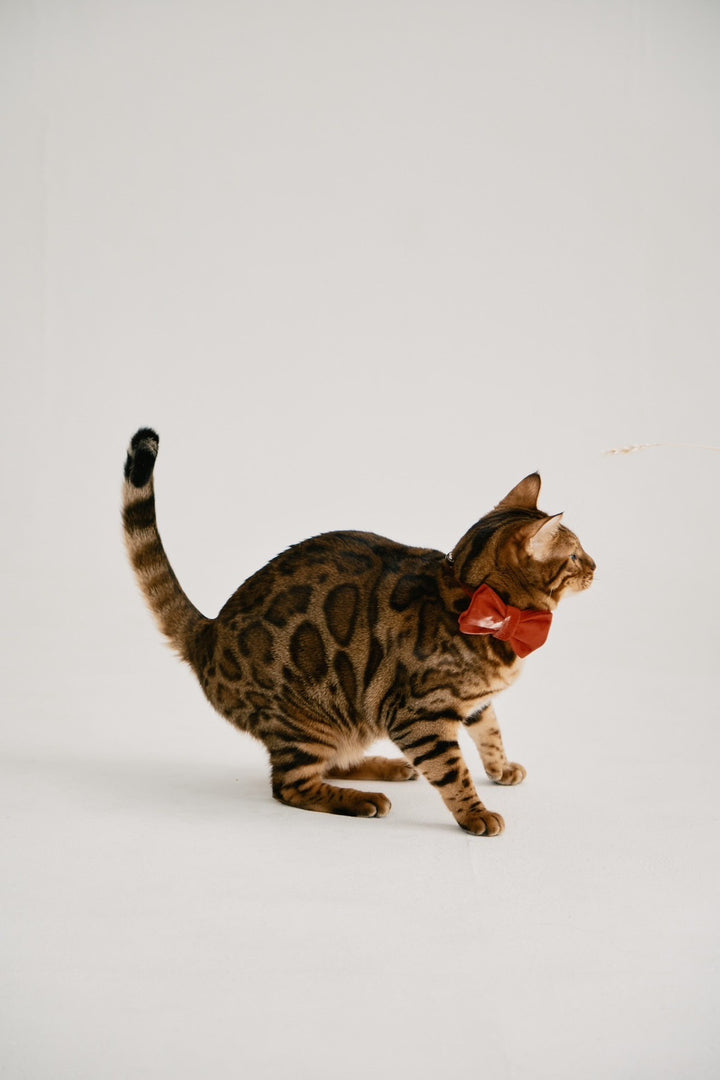 【即日発送】Suvin sheabutter T-shirt(UNISEX)